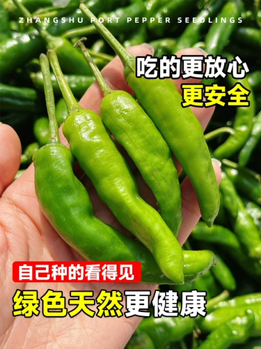 Аутентичный Zhangshu Pepper SeedLift Miao Hunan Pepper Seeds Feely Four Seasons Four Seasons Chao Tian Jiao Chili Pepper Pept Pot Pot