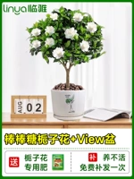 [Лаборатория в течение одного года] a -love Lollipop Forme Forme Florch Flower+Ceramic View Pot [принесите цветы на посадку в горшок с горшками]