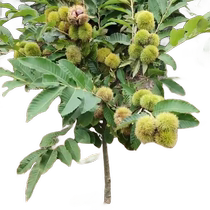 Chestnut saplings amaranth tree saplings chestnut saplings planted in the north and south grafted to Dahongpao in the west bearing fruit that year