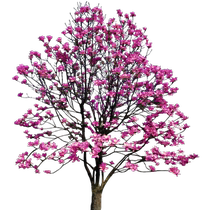 Magnolia saplings courtyard villa landscapes large trees cold-resistant and frost-resistant four-season flowers purple magnolia two qiao yellow and white magnolia