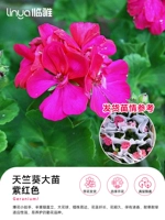 [С сильным ароматом цветов] очень широкие саженцы герани 40-50 см (Purple Red #180) [бесплатное переиздание]