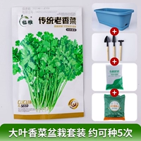 Большой линейный кориандрный горшечный набор может быть посажен примерно 5 раз