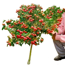 Extra large hawthorn tree live seedlings potted wild red saplings in the mountains large amaranth fruit trees fruit seedlings red fruit trees planted in the north and south