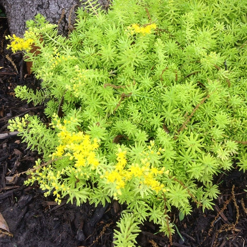 Фоджия травяной горшечный двор садовой крыша посадка зеленых саженцев, золотая кожаная бонсай, многолетние растения