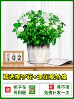 [Multi -Branch Big SEDINGINGS] Бутик -садовые тела+керамика теперь -бриллиантовое бассейн+выделенные удобрения [судоходные цветы по всей стране могут быть посажены по всей стране]