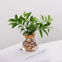 Бамбук и кипариса+вулканическая чашка