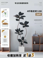 Каучуковое дерево 4-х столбов, 1,8 метра, 26 листьев, черное + квадратный цементный горшок 