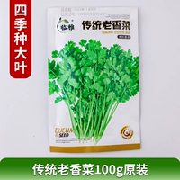 Традиционные семена старого кориандра 100 г оригинальные четыре сезона больших листьев