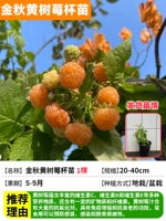 1 изысканный саженец золотисто-желтой осенней малины (сладкий во рту), оригинальный стаканчик с грунтом