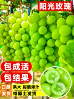 Привитые сеянчики роза премиум