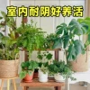 Товары от 临雅旗舰店