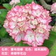 Cebrina [Boutique Miao Flower Pull]