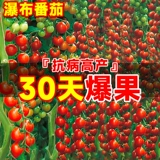 Мелкие семена томатов «Водопад», семена томатов черри, четырехсезонные балконные овощи, семена томатов, рассада карликовых томатов.