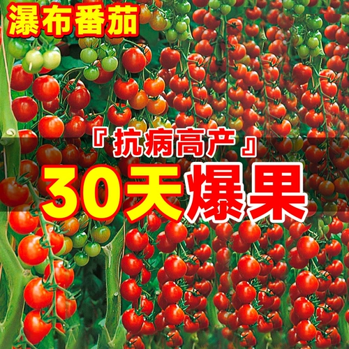 Мелкие семена томатов «Водопад», семена томатов черри, четырехсезонные балконные овощи, семена томатов, рассада карликовых томатов.