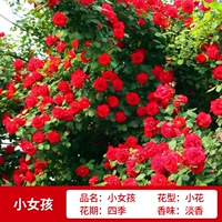 Маленькая девочка высотой около 1,6 метра