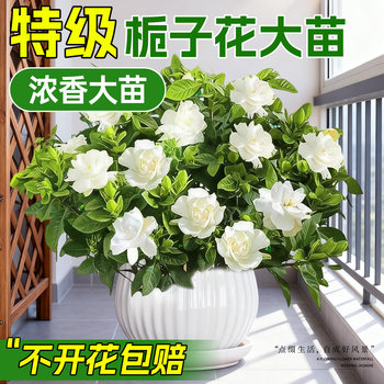 Potted gardenia seedlings with buds are easy to maintain and survive