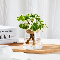 桐 ️ цветок ye fulu tong+вулкан чашка