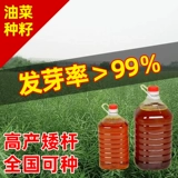 Четыре сезона высотой -лет -рапсовые свинины гилис