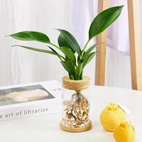 Зеленая принцесса+чашка вулкана