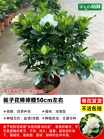 [Лаборатория в течение одного года] Бутик -палочный леденец Gardenia (около 50 см) [принесите цветы с цветами с горшкой]