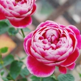 [Мэри Роуз] Порежьте солнце и розовые цветы, розовые цветочные лепестки розовые лепестки роз выглядят хорошо на балконе