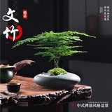 Спаржа в горшке, старое свайное растение, бонсай, домашний офис, рабочий стол, маленькое зеленое растение, элитные украшения для ландшафтного дизайна, легко ухаживать в любое время года