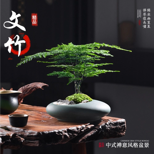 Спаржа в горшке, старое свайное растение, бонсай, домашний офис, рабочий стол, маленькое зеленое растение, элитные украшения для ландшафтного дизайна, легко ухаживать в любое время года