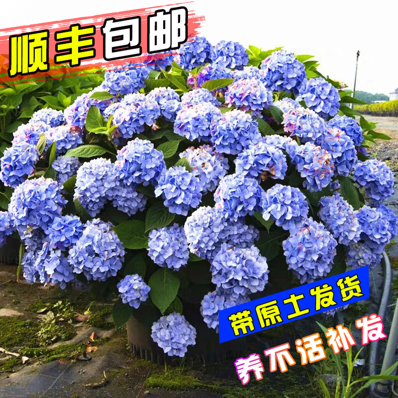 Embroidered Flowers Fry Potted Courtyard Indoor Balcony Resistant to cold and climbing Vine Plant Flowers Endless summer Eight Immortals open all season