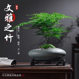 Спаржа в горшке, старое свайное растение, бонсай, домашний офис, рабочий стол, маленькое зеленое растение, элитные украшения для ландшафтного дизайна, легко ухаживать в любое время года