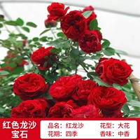 Красный дракон песок Gem 1m 6 максимумов вокруг