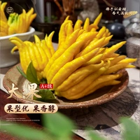 [Выбрано] Бергамот сорт А+, крупные плоды [1] 450-600г/шт.