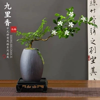 Разное бассейн Сяоли Дрифт Джиули Сян+Квартет База