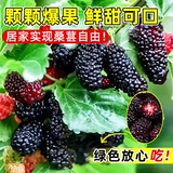 Саженцы для точки