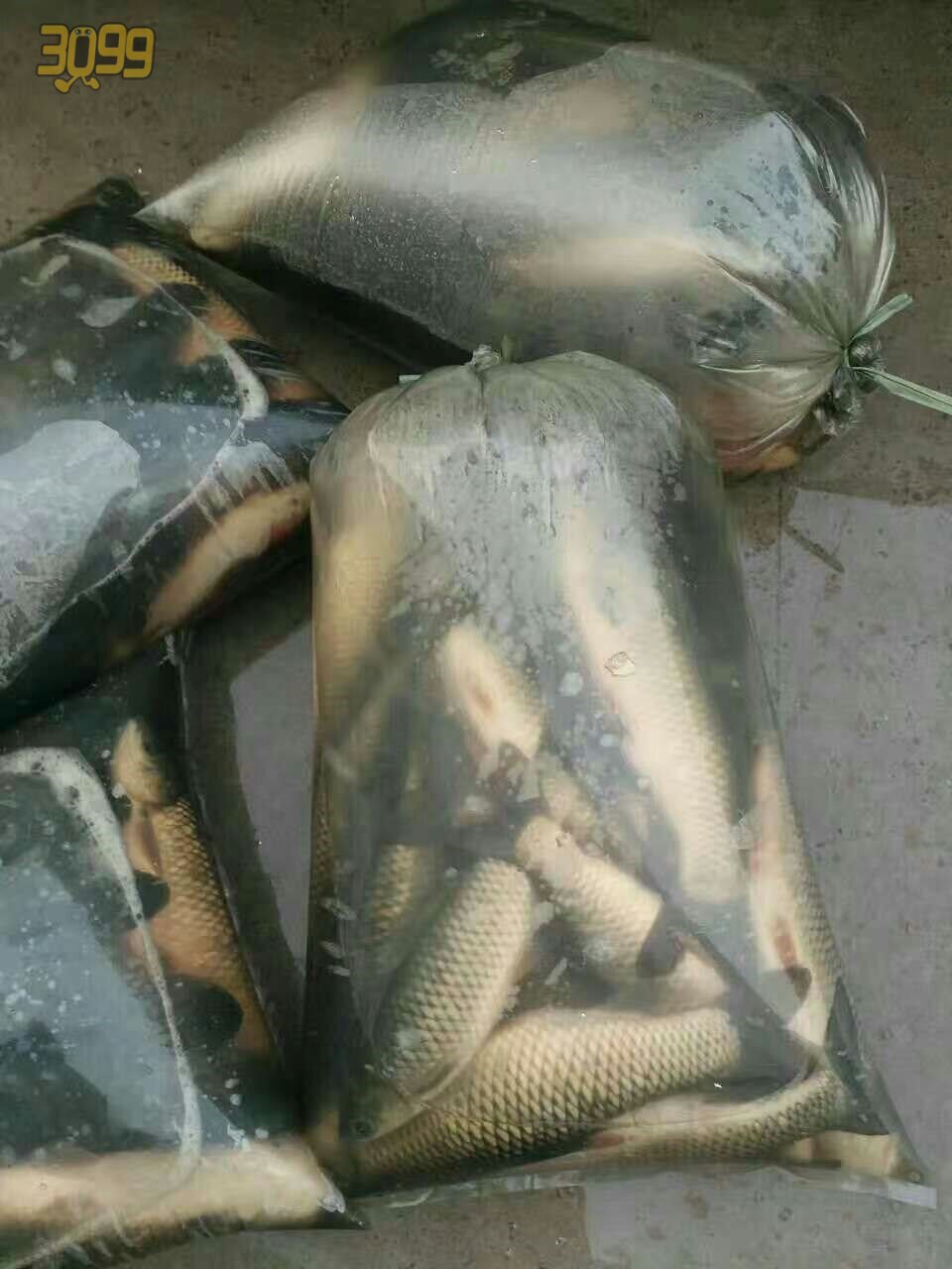 Thick oxygen transport plastic bags aquaculture market oxygen flat pocket packaging and packaging live fish seafood