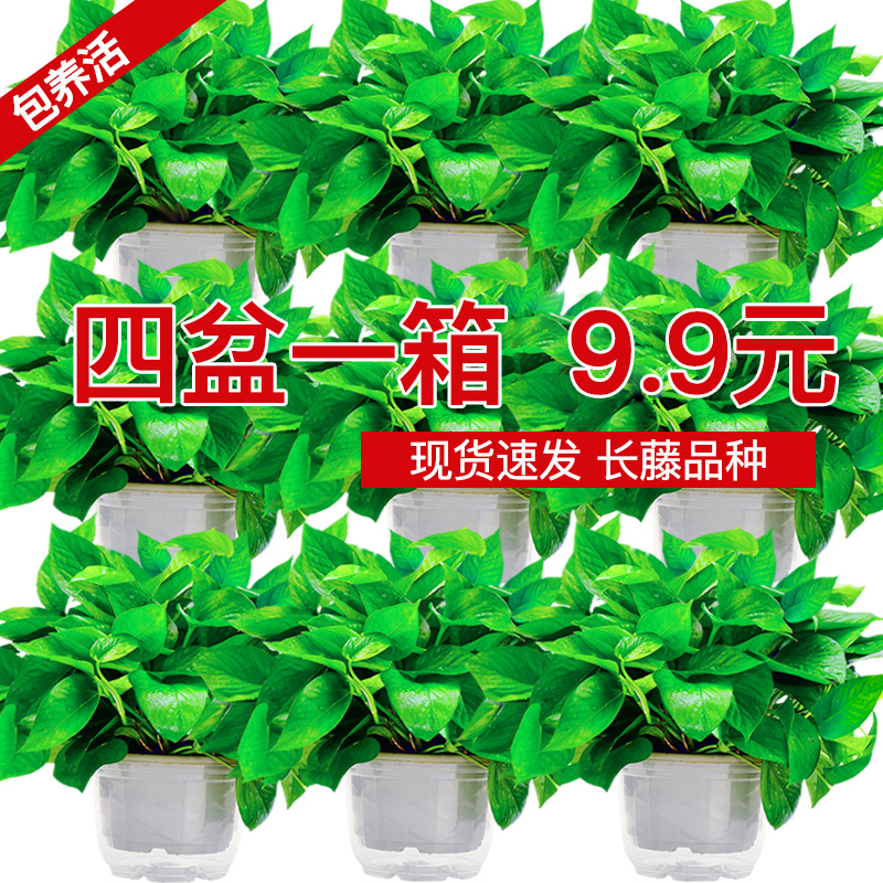 Chlorophyll green radish potted plant formaldehyde removal Long vine plants flowers Clean air in the office Green plant a good way to raise green vented basket