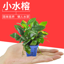 Lazy living aquatic plants small Banyan fish tank aquarium Mini small water soluble freshwater plant purification with root oxygenation purification