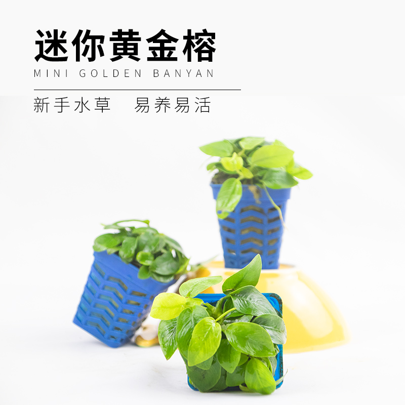 Mini gold small banyan water without carbon dioxide weak light fish tank landscaping purification and oxygenation soilless plants