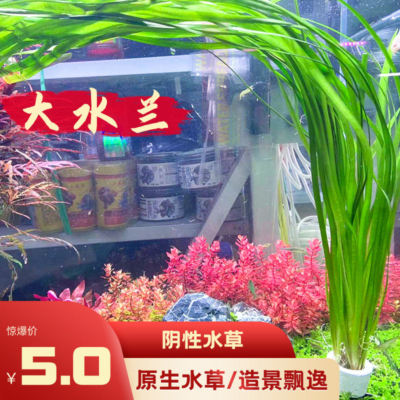 Big water orchid native tank water grass live self-supporting underwater leaves negative background grass fish tank landscaping freshwater plant bitter grass
