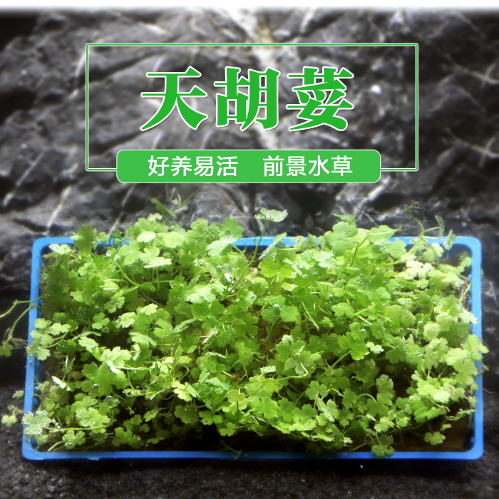 Sky Lake sunflower sky hut foreground negative water grass fish tank building Landscape Lawn Living Freshwater Crawling with stem plants