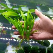Pointy-leaf crown-negative freshwater living aquatic plant plant sunken wood fine-leaf iron-green denier large-leaf nine-Crown grass in the back view