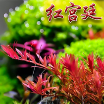 Red court aquatic plants fish tanks grass tanks landscaping Living Fresh water plants Danish blood court powder the palace has stems