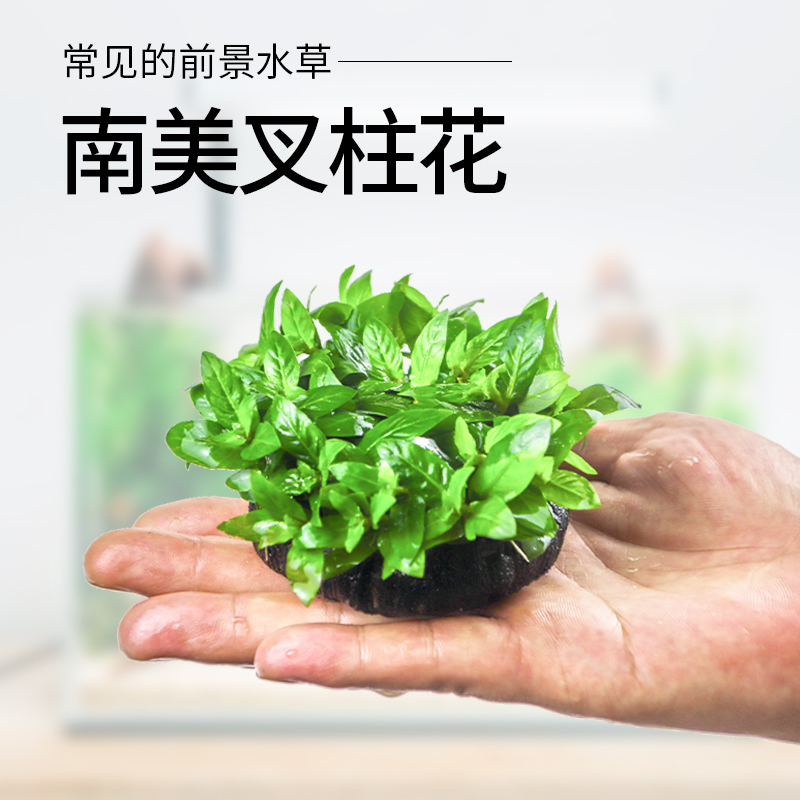 South American Fork Column Flower Freshwater Real Water Grass Fish Tank Rigging Foreground Grass Underwater Leaves No Need To Turn Water Lawn Crawl Growth