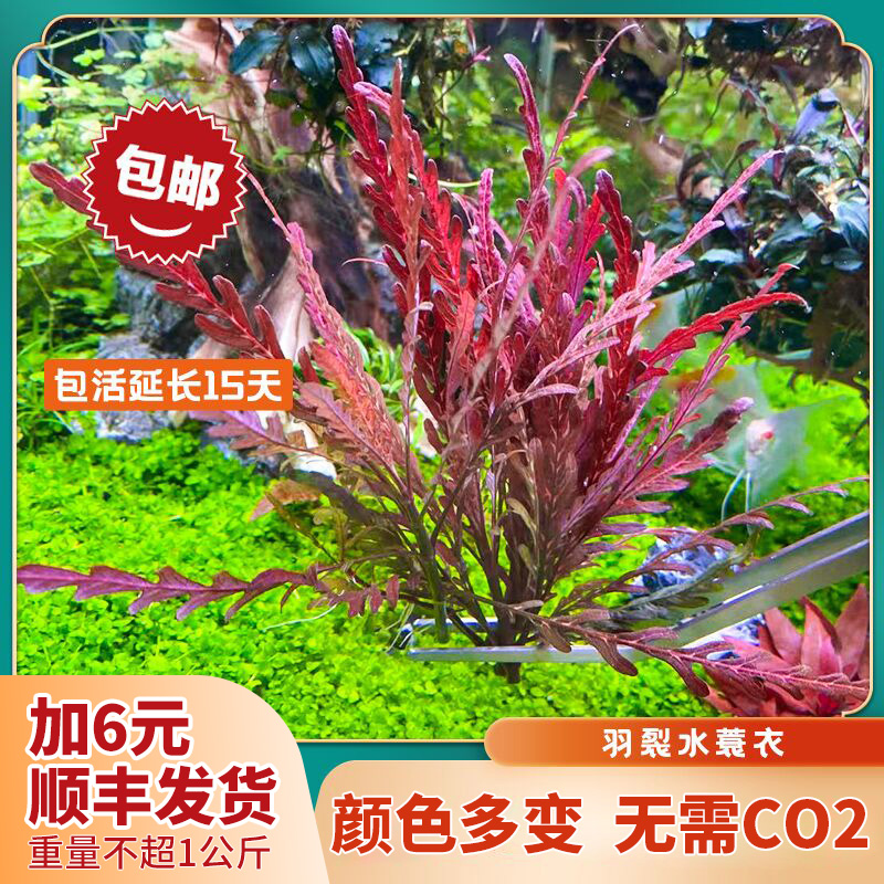 Rain-Rift Water Mantle Plumes of Cracked Rain Butterfly Negative Water Grass Freshwater Grass cylinders Landscape Wood With Stem-Type Rear View Grass Dutch View