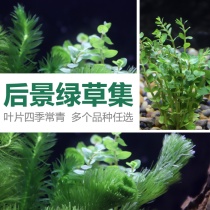 Backview Grass Collection of Green Plants Green Palace Pearl Grass Green Chrysanthemum Fish Tank Landscape Living Water Grass Dutch View