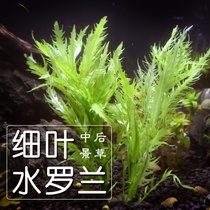 Fine leaf water Roland aquatic plants fresh water plants have stems novices good breeding Fish Tank landscaping self-raising underwater leaves