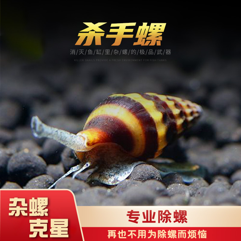 Honeybee Pagoda Snail Mass Yellow Bee Snail Killer Spiroview Snail remove snail tool Snail Grass Cylinder Living Body