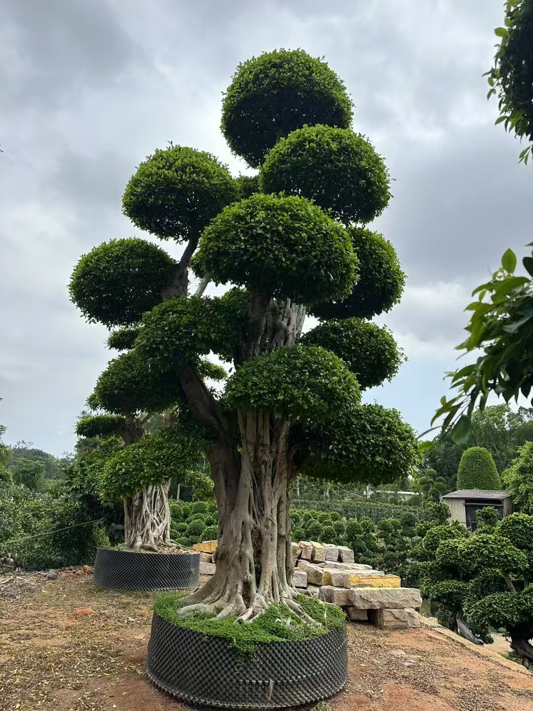 昌盛园艺场