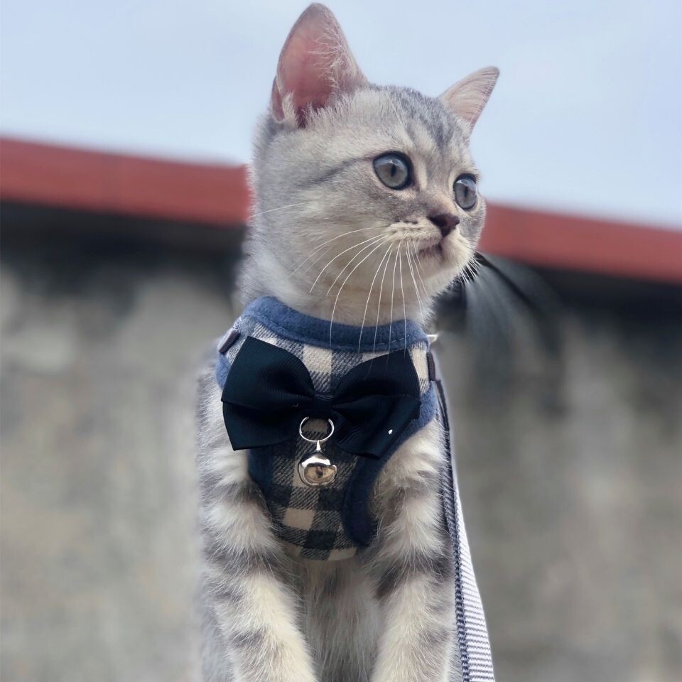 Cat Traction Rope Rope Walking Dog Chain Little Boy Cat Kitty Kitty Kitty Pet Collapse Brand Strap