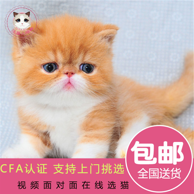 Fanya Pet Cat Living Purebred Garfield Exotic Shorthair Cat Persian