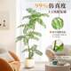 Jacaranda simulated green plant living room large floor-standing ornaments sofa TV cabinet decoration bionic artificial flower tree